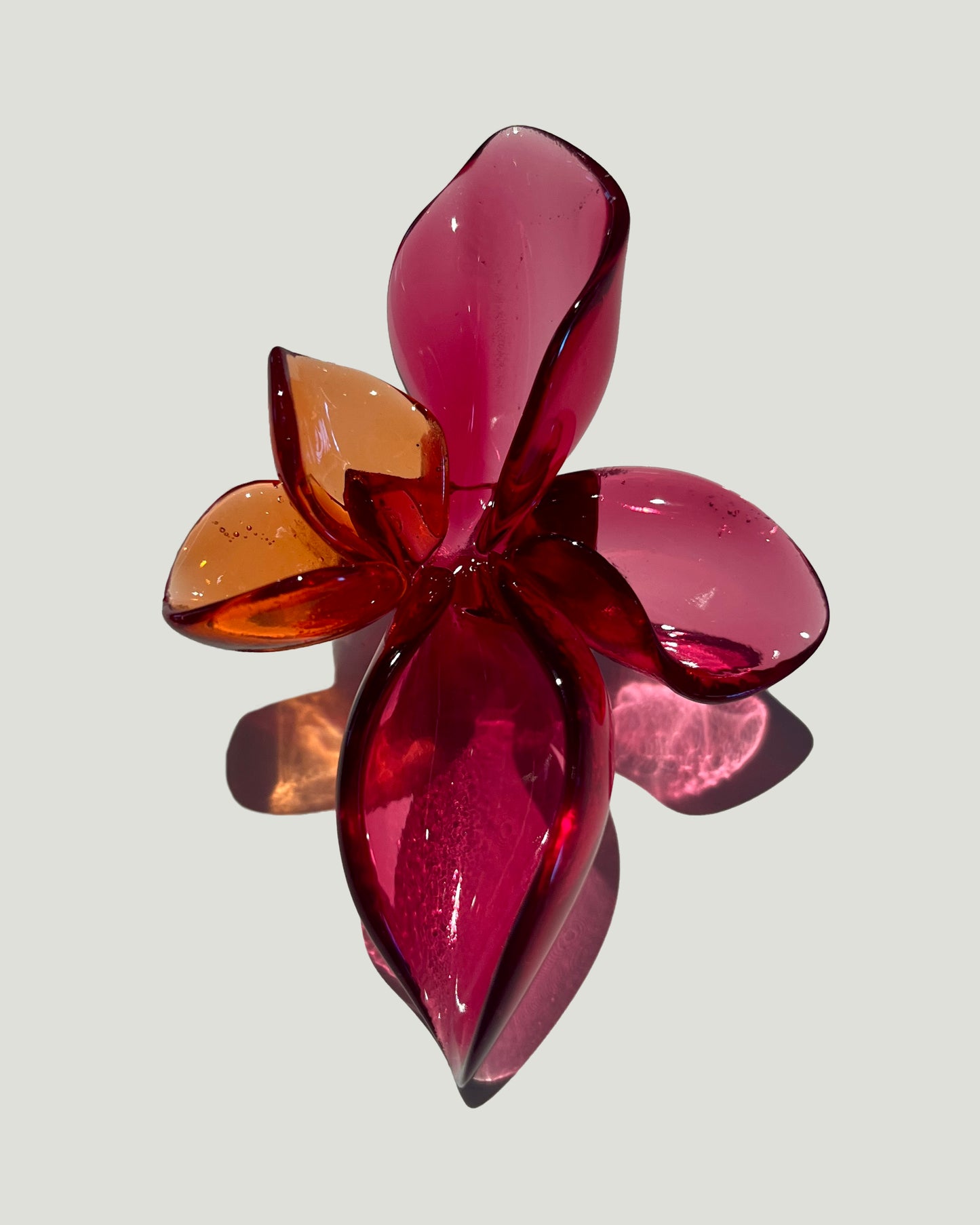 Anillo Lágrimas de Tropicoqueta